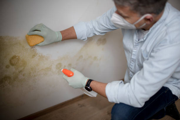 Best Local Mold Removal Service  in Odon, IN