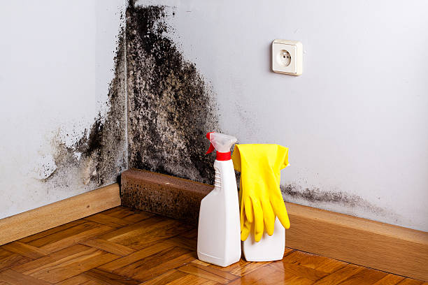 Best Mold Damage Repair  in Odon, IN