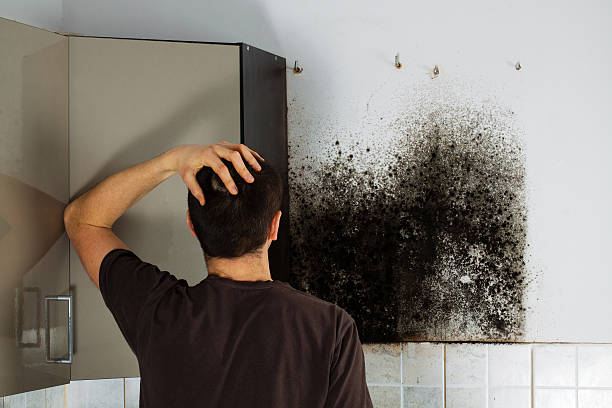 Mold Removal and Inspection